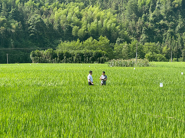 人民(mín)网记者在湖(hú)南省保靖县采访粮食种植情况。人民(mín)网 欧阳易佳摄